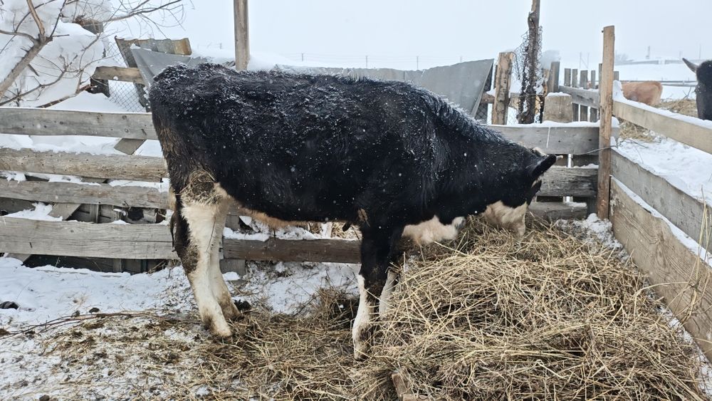 Продам  Быка 1.2 года