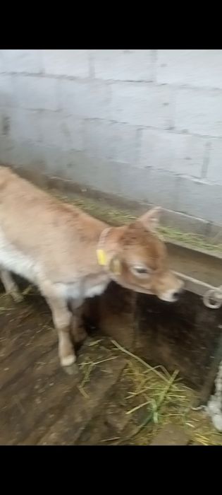 Бузаулы сутты сиырлар