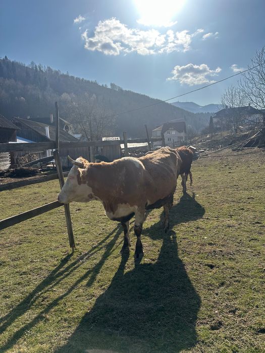Vacă de trei viței de vânzare