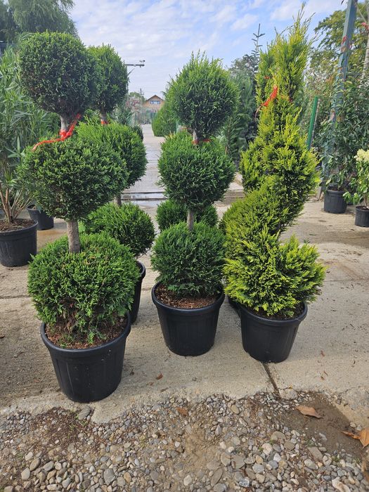 Catalpa leylandi maslin phoetinia