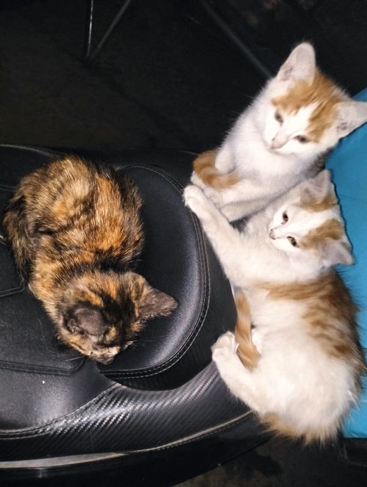 Отдам котят в добрые руки