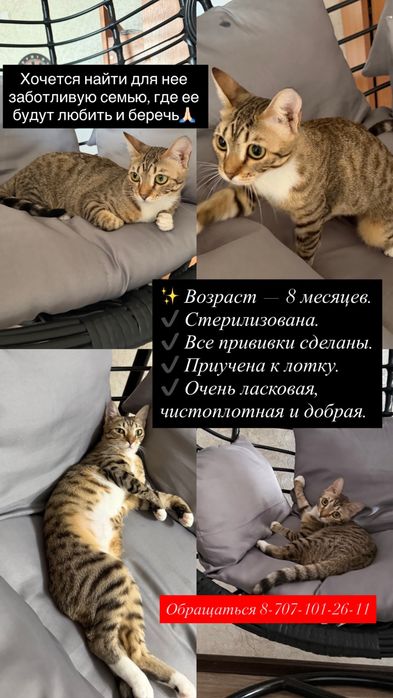 Отдам котенка в добрые руки