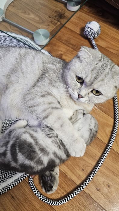 Британские котята