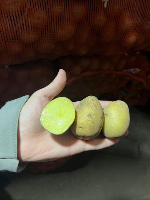 Продам семенной картофель