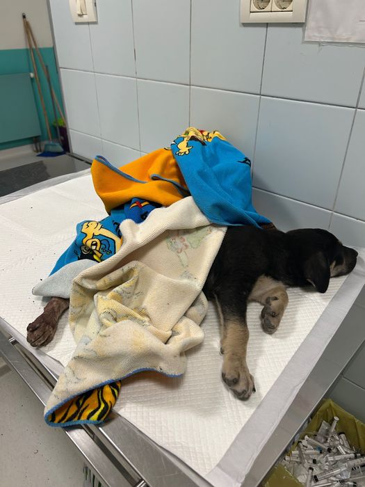 Adopție cățel 3 luni, recent operat