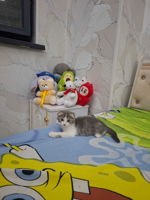 Mushukcha sotiladi zotli 3 oyli 100$