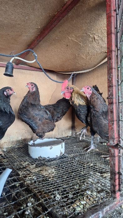 Домашний куры и петух моран