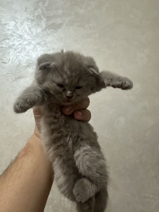 Кошки Скоттиш Фолд