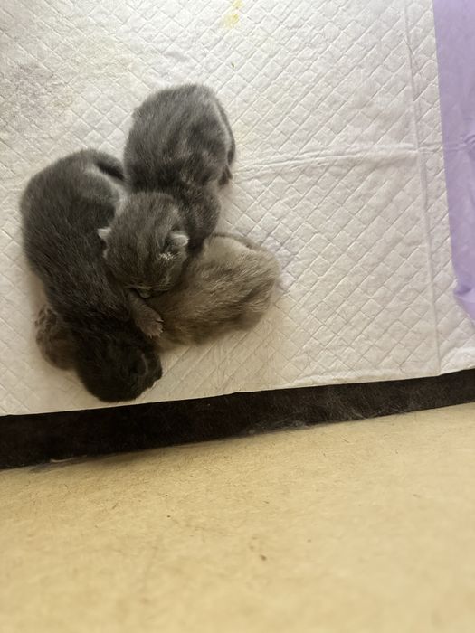 шотландские котята