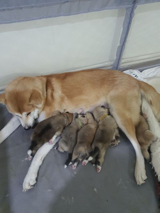 Алименты щенок японской акита