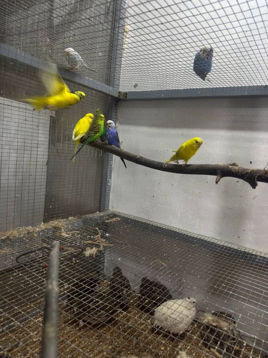 Tuti qush Valnisti toʻti qushla sotilad