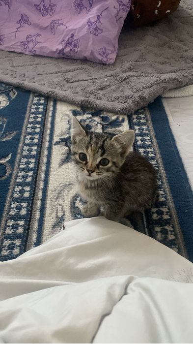 котенок 1 месяца