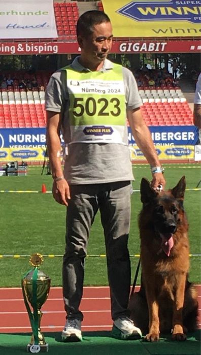 Femela ciobanesc german cu pedigree TOP