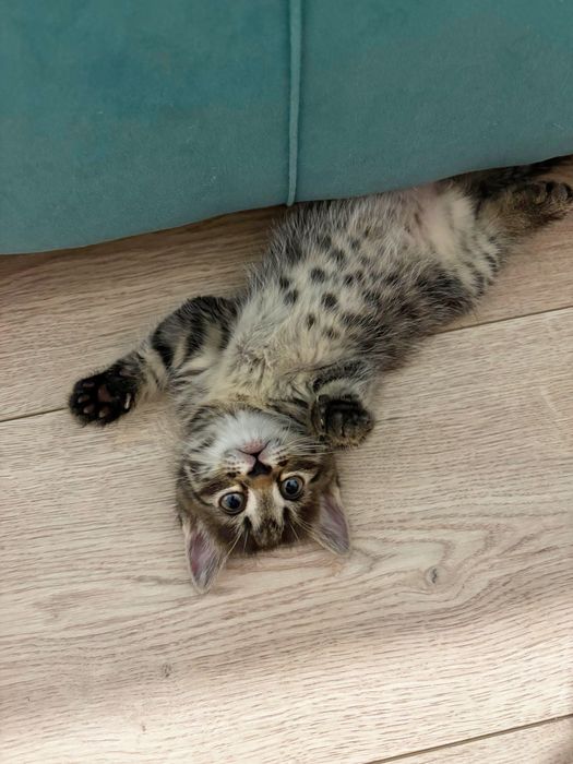 Котята скоттиш страйт