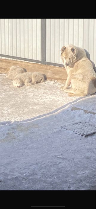Продам щенков породы Алабай