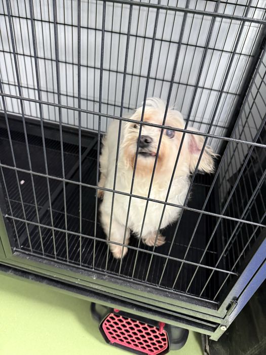 Donez bichon alb fetita 4-5 ani aproximativ