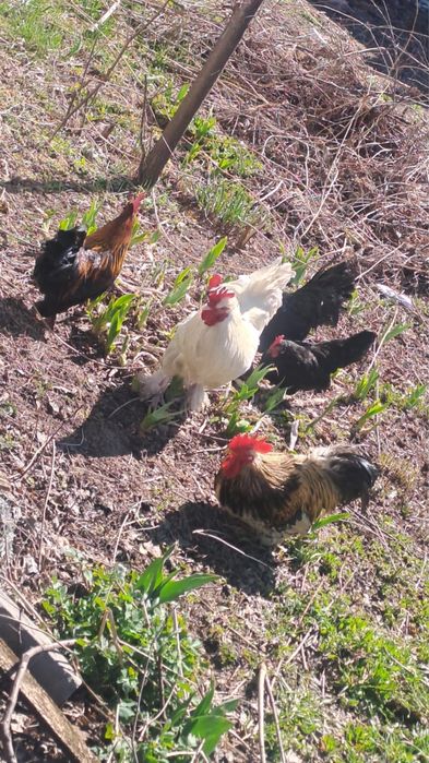 Декоративные куры 6шт