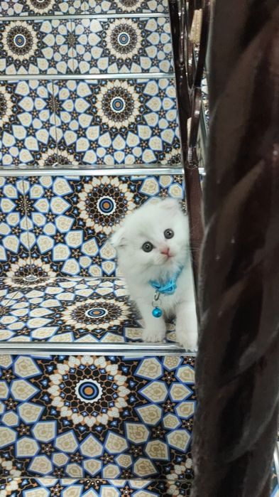 Mushuk bolalari parodali