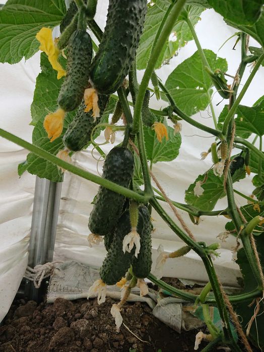 Дача в городе с баней и теплицей, 7 линия