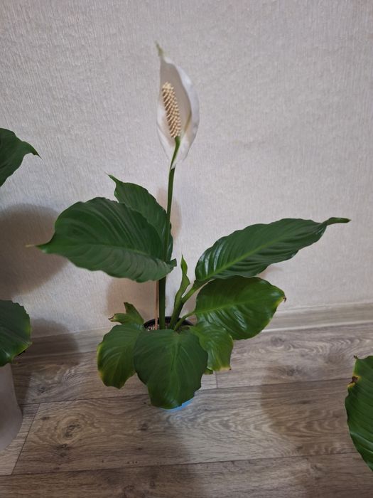 Продам цветок женское счастье