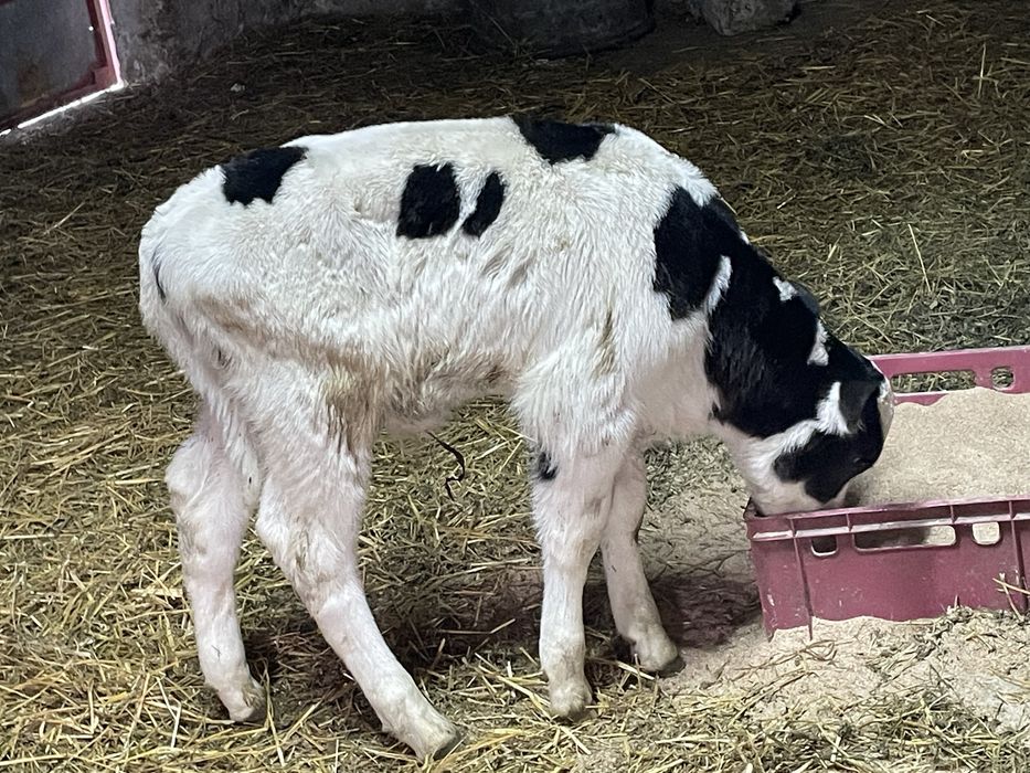 Vitei de rasa / Albastru belgian / metiz de carne