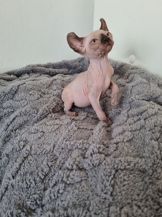 Pisicuta Sphinx mascul elf