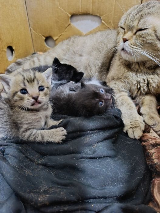 Шотландский и британский