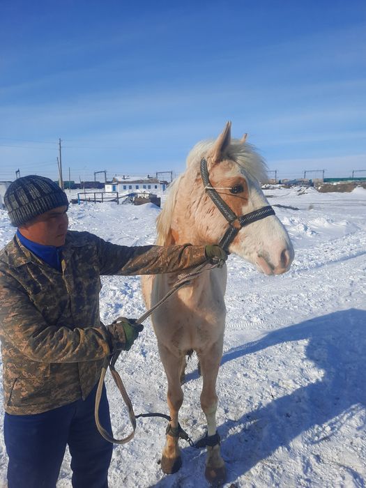 Семіз аттар сатылады.