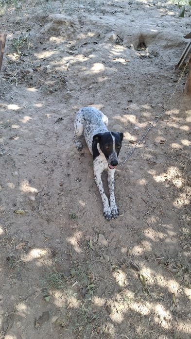 Продаётся умная сабака в хорошей руки