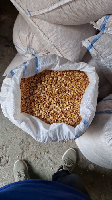 Transpot gratuit porumb cu 1.20 kg va servim la domiciliu