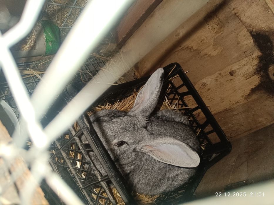 Продам кролик или обмен