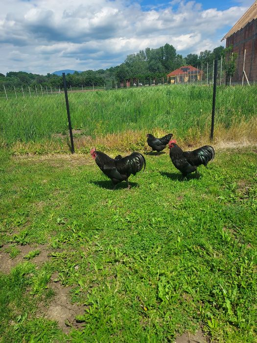 Oua pentru incubat Australorp Negru