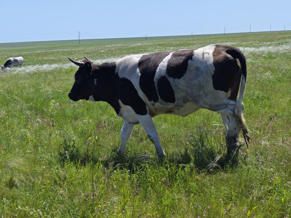 Продам КРС на разведение