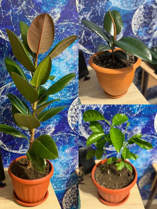 Продам комнатные цветы в горшках