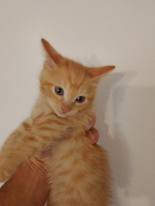 Продам котят не дорого