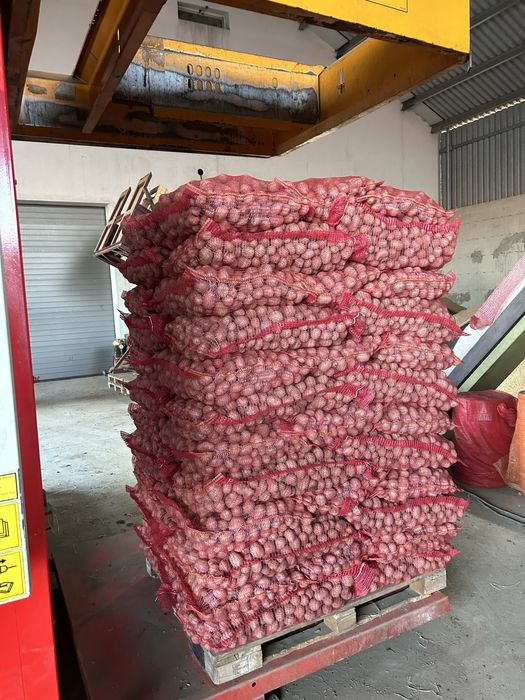 cartofi de sămânță roșii și albi