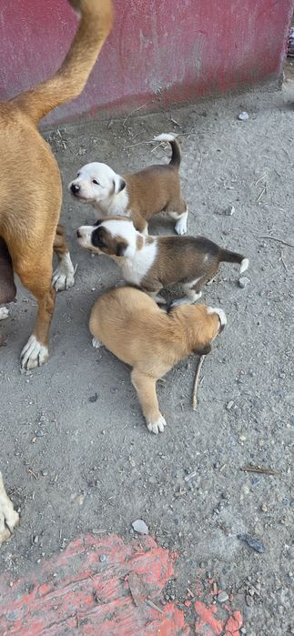 Sotiladi srochna , 5 ta nar 3 ta modda