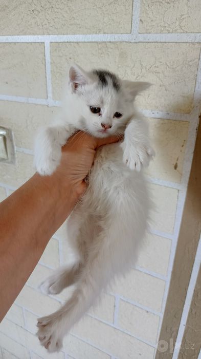 Продается котята