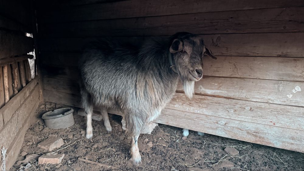 Пародалық Теке мен ешкі сатылады