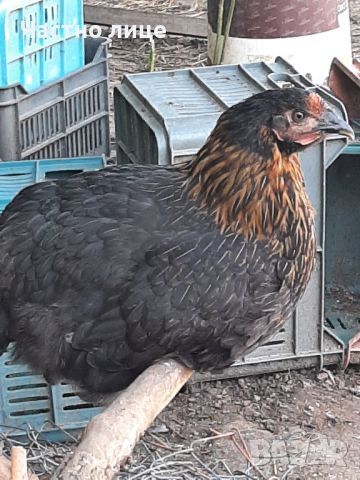 Разплодени Супер Харко