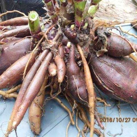 vand carte cum sa cultivi yacon