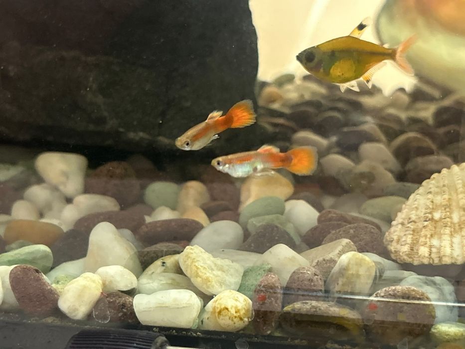 Peștii guppy adulți cât și puii