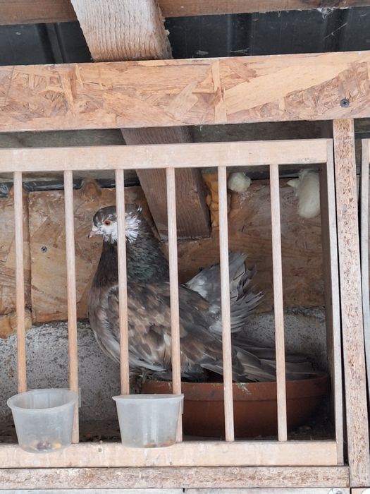 Indieni Voltati indieni