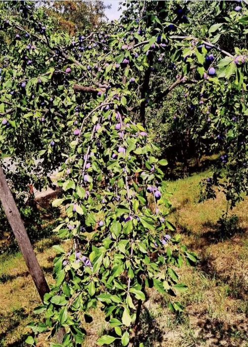 Vând prune cloțușe pentru țuică
