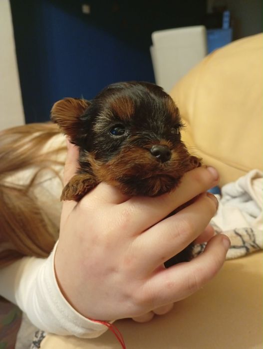 Yorkshire terrier mini