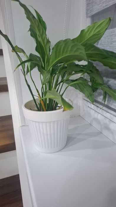 Комнатные цветы разные