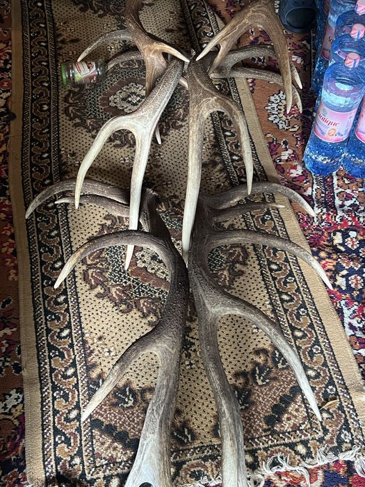 Vand coarne de cerb cantitate mare