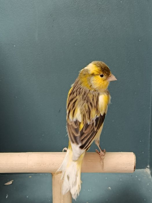 Канарейка (кенор) поющий