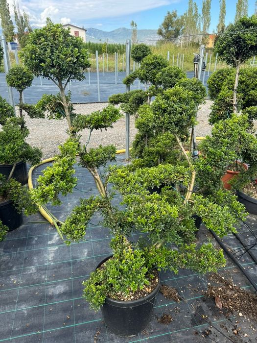 Tuia  leylandi  plante  bambus