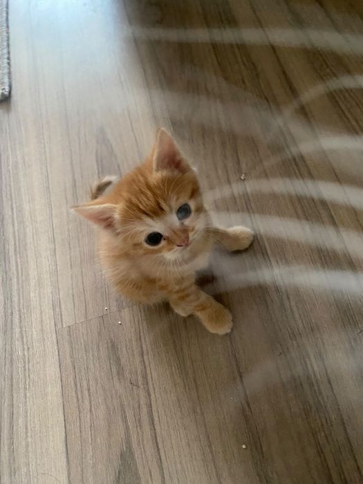 Отдам в добрые руки котят